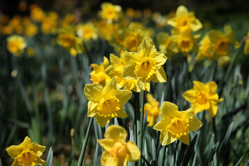 Fototapeta premium Bright yellow daffodils 'Dutch Master' in flower a sunny day