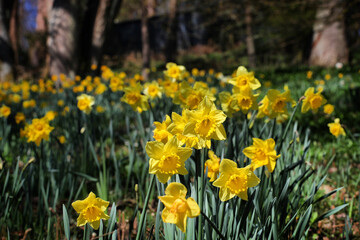 Bright yellow daffodils 'Dutch Master'  in flower a sunny day