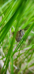A side angle of a fluffy Crossline Skipper moth in Ontario, Canada