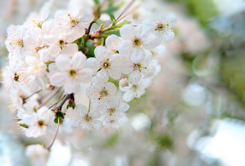 Spring flowers of white bird cherry blossom.