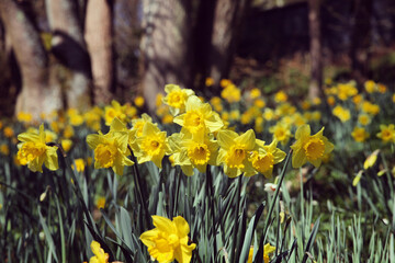 Fototapeta premium Bright yellow daffodils 'Dutch Master' in flower a sunny day