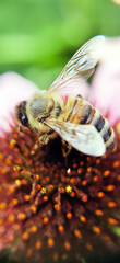 A large Honeybee collecting pollen in Ontario, Canada