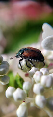 A Japanese Beetle on some flower buds in Ontario, Canada