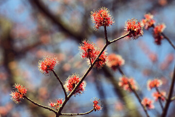 The red spring blossom of the Red Maple Acer tree