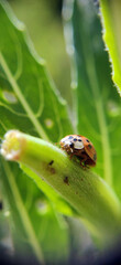 A curious Ladybug/Ladybird found in Ontario, Canada