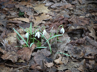 White spring snowdrops among last year's leaves, selective focus