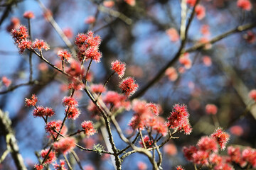 The red spring blossom of the Red Maple Acer tree