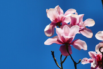 'Magnolia x Soulangeana', or pink saucer magnolia in bloom
