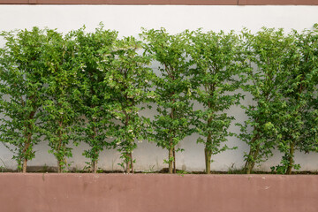 Fototapeta na wymiar Green tree wall for background