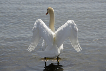 a mute swan partially spreads its wings as it bathes in a lake 