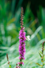 butterfly close-up on flower