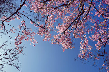Cherry blossom in flower on a sunny day