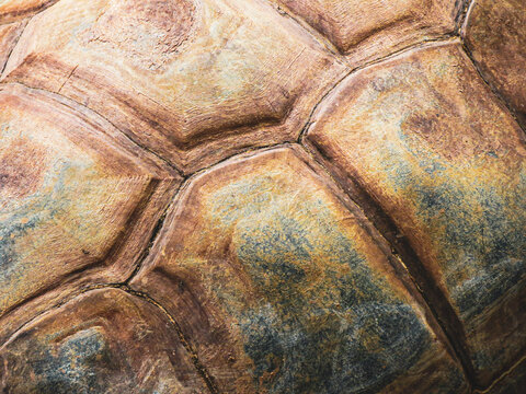 texture of a turtle