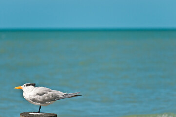 side view, medium distance ,of a single royal tern, standing on a wood piling, at a sandy, tropical beach, shoreline, on a sunny, windy day
