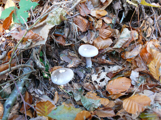 Différents champignons non comestibles