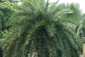 Dwarf date palm on the nature