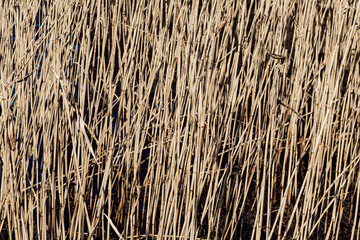 full frame shot of reed