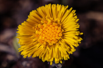 Coltsfoot flower in the forest, close up	
