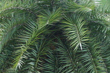 Fototapeta na wymiar Dwarf date palm on the nature