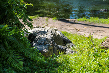 alligator in the everglades
