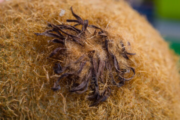 macro photo of a kiwi fruit skin