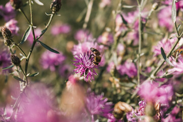 butterfly on a flower
