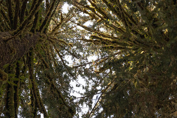 Looking up into the complex structure of two pine trees with their branches covered in moss in Olympic National Park