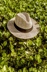 straw woven panama hat on green leaves in broad daylight