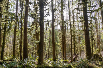 The sun shining through the temperate rainforest of the Hoh rainforest in Olympic National Park