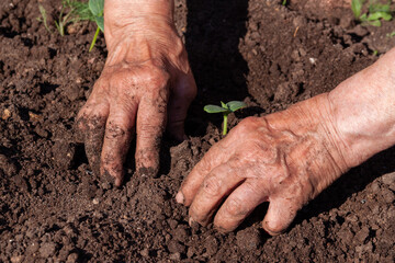 Hands of old woman with seedling close up