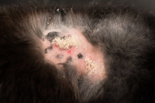 close-up photo of rabbit dermatitis