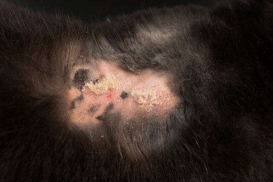 close-up photo of rabbit dermatitis
