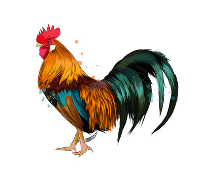 Cock from a splash of watercolor, colored drawing, realistic. Vector illustration of paints