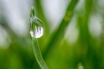 Green grass leaf close up with rain drop. High quality photo