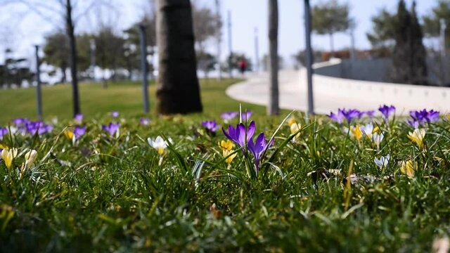 a field of crocuses in the park. a blooming field of crocuses. a field with flowers. colorful flowers in a clearing. flowers in the city park. people out of focus in a city park