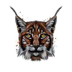 Lynx head portrait from a splash of watercolor, colored drawing, realistic. Vector illustration of paints