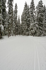 Obraz premium Fragment of mountain cross-country ski trail in Whistler, Vancouver, Canada.