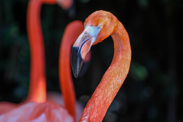 Portrait up a of pink flamingo