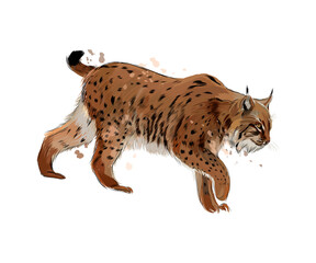 Lynx from a splash of watercolor, colored drawing, realistic. Vector illustration of paints © kapona