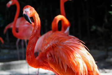 Flamingo 