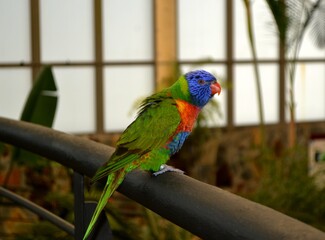 A beautiful bird in the garden