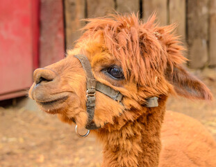 Portrait of an alpaca on farm.