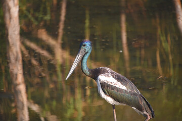 BIRDS- Australia- Close Up of a Rare Wild Black Necked Stork