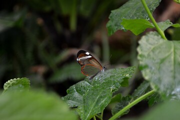 A beautiful butterfly on the leaf