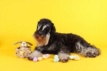 miniature schnauzer easter in yellow background 