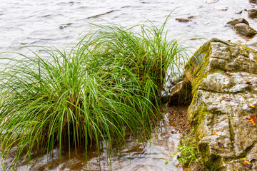 Close up of plants growing along a riverbank.