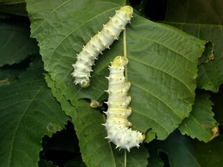 Fototapeta premium Two caterpillars in the big garden