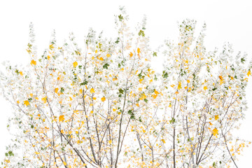 Populus alba, silver poplar in autumn. Amazing silver foliage of a poplar tree on a white sky. Abstract capture of a tree, high key, decorative look. France