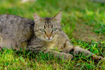 A beautiful graceful striped cat with green eyes is basking in the sun on the lawn.