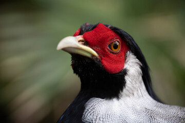 close up of a pheasant bird in the forest